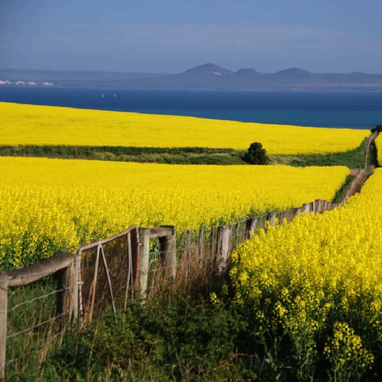 Visit Geelong and see the canola fields