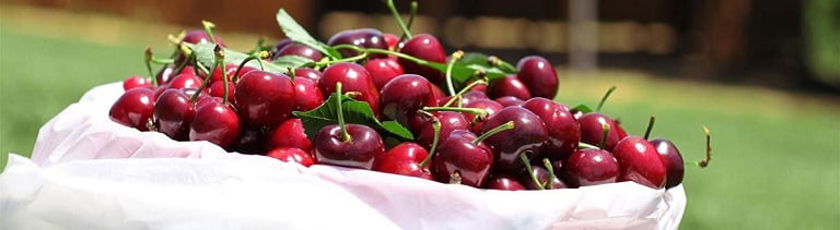 fruit picking and tasting on tour