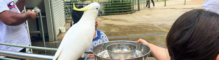 feeding birds at grants picnic ground in the dandenong ranges