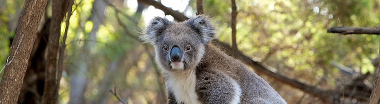 wild koala and birds at this kennet river custom tour stop