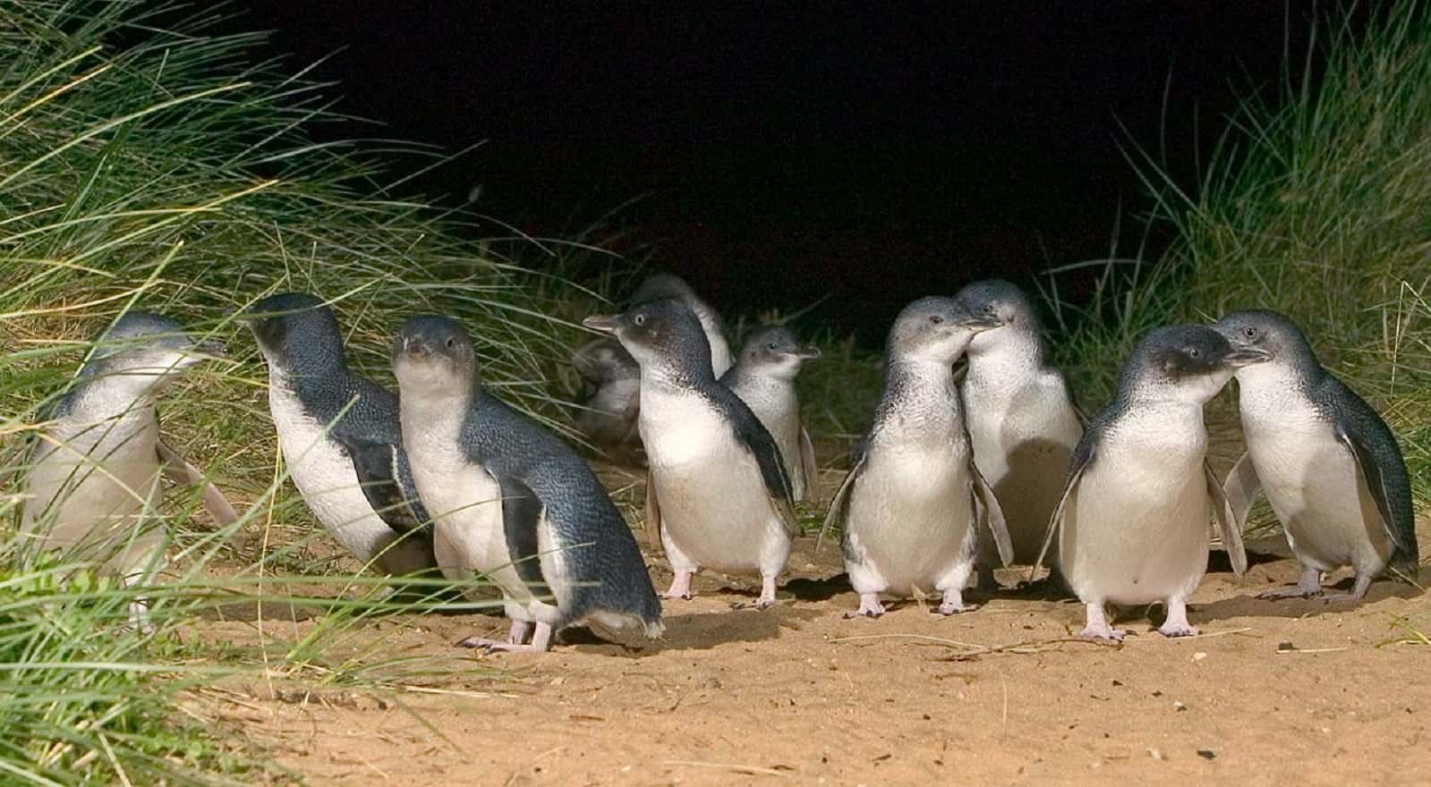 see the phillips island penguins waddle across the beach