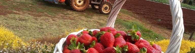 pick fresh fruit at rayners orchard