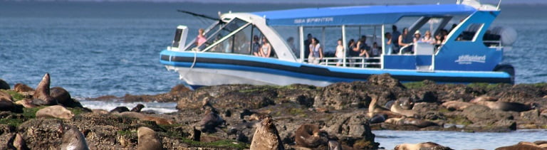 take a jet boat ride to seal rocks with our custom tour