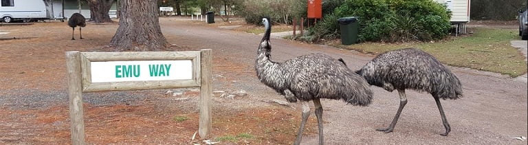 unique australian wildlife tours