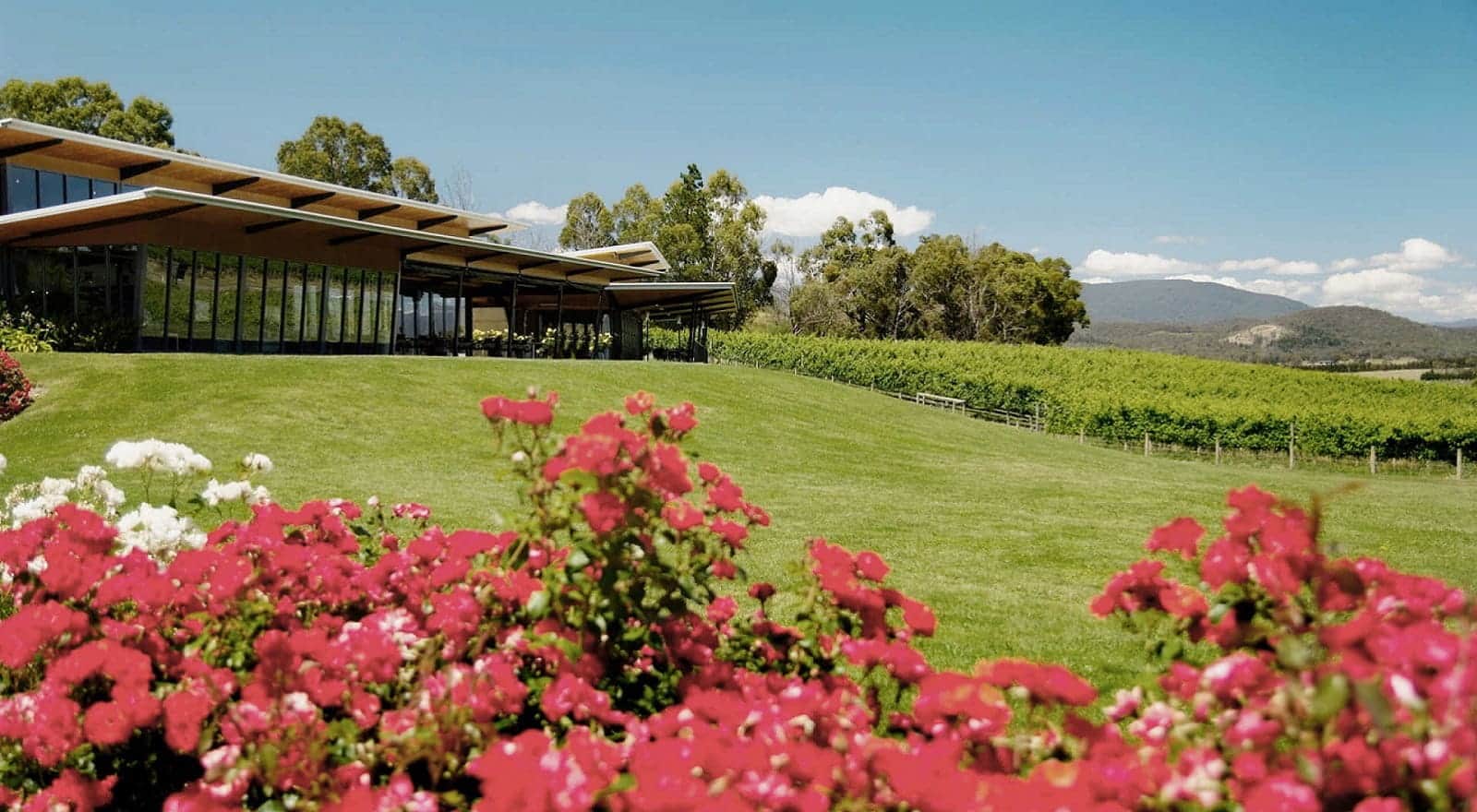 wine tasting in the yarra valley